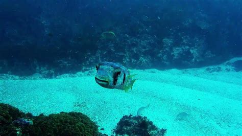 Byron Bay Diving Youtube