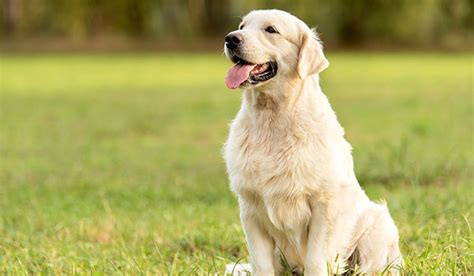 Köpeklerde Kulak Enfeksiyonları Belirtileri Nedenleri ve Tedavileri