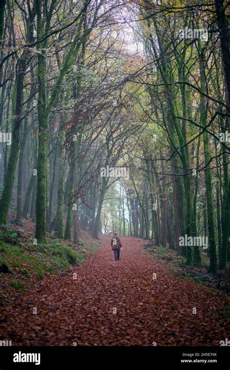 Boschi Irlandesi Immagini E Fotografie Stock Ad Alta Risoluzione Alamy