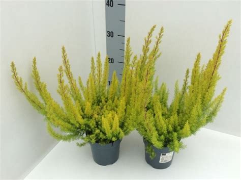 Erica Arborea Alberts Gold P12 Cm H25 35 Cm Plant Wholesale