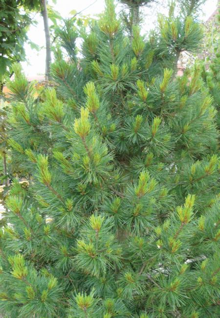 Сосна кедровая европейская - купить в СПб | Садовый центр "Евро-Плант"