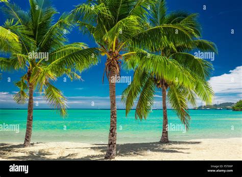 Three Palm Trees Over Blue Lagoon In Fiji Islands Stock Photo Alamy
