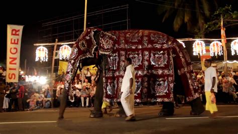 Nawam Maha Perahera Elephant Parade In Colombo Sri Lanka Youtube