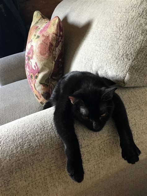 dingus   interesting cat   world cute cats hq pictures