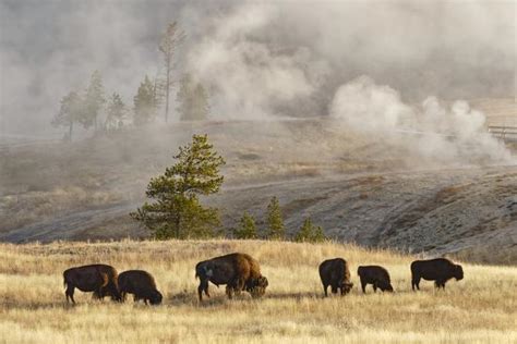 'Herd of Bison Near Old Faithful Geyser Upper Geyser Basin, Yellowstone ...