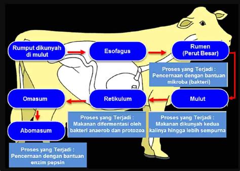 Jawaban Diagram Proses Pencernaan Pada Hewan Ruminansia Sapi