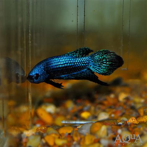 Blue Green Betta Fish