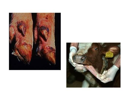 Bahan Kuliah Penyakit Brucellosis Pada Ternak Ppt