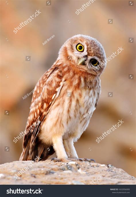 1313 Confused Bird Stock Photos Images And Photography Shutterstock