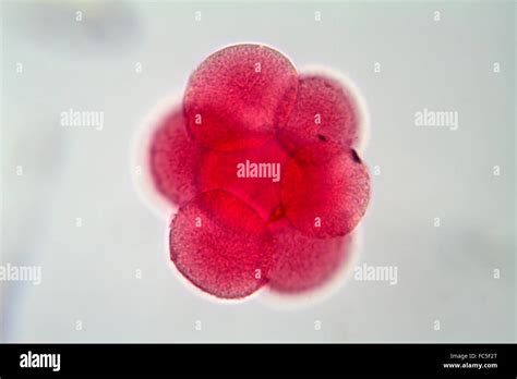 Egg Cell Under The Microscope Stock Photo Alamy