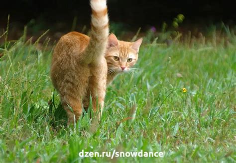 Как почистить попу кошки (3 простых и эффективных шага) | КотоВедение ...