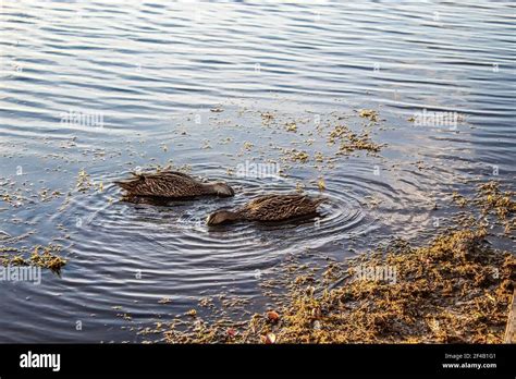 Two Brown Ducks Look For Food In Florida Swamp Stock Photo Alamy