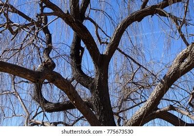 188 Naked Willow Sky Images Stock Photos Vectors Shutterstock