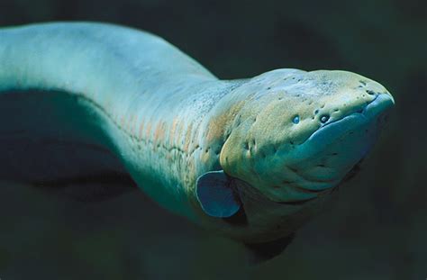 Electric Eel - The Most Powerful Electric Fish | hubpages