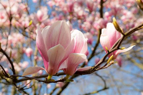 Magnolia Spring Flowers - Free photo on Pixabay - Pixabay