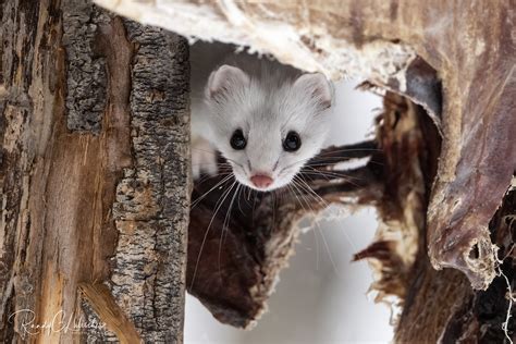 American Ermine | Mustela richardsonii | 2022 - 2 | American… | Flickr