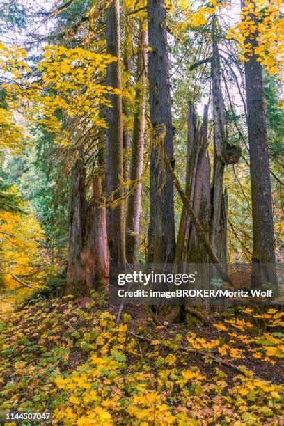 25 Western Arborvitae Stock Photos High Res Pictures And Images
