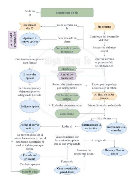 Embriolog A De Ojo Cuadro Resumen Highwaytomed Udocz