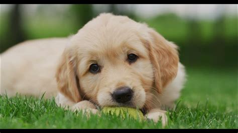 Dog Music To Sleep Relaxing Music For Dogs Music That Relaxes Dogs