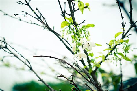 Moke Stock Photos, Pictures & Royalty-Free Images - iStock