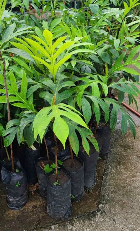 2ft 3ft Grafted Breadfruit Pana Pen Live Tree Etsy