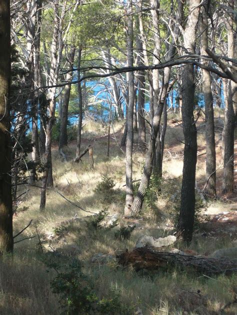 the woods are full of tall trees and some blue water in the distance is seen