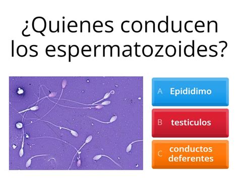 Sistema Reproductor Masculino Quiz