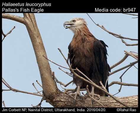 Haliaeetus leucoryphus (Pallas, 1771) - Pallas's Fish Eagle | Birds