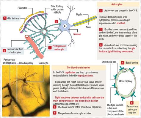 Nervous Tissue Clinical Gate