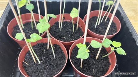 Transferring Okra Plants Youtube