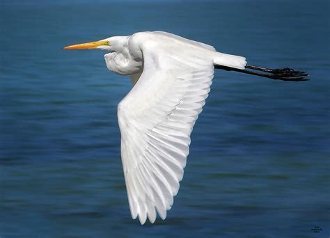 Flying White Egret Photograph by Peg Runyan - Pixels