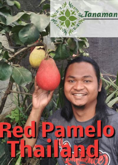 Jual Bibit Jeruk Pamelo Merah Red Pemelo Langka Thailand