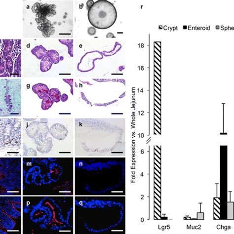 Immunohistochemical Characterization Of Cell Polarity In Porcine