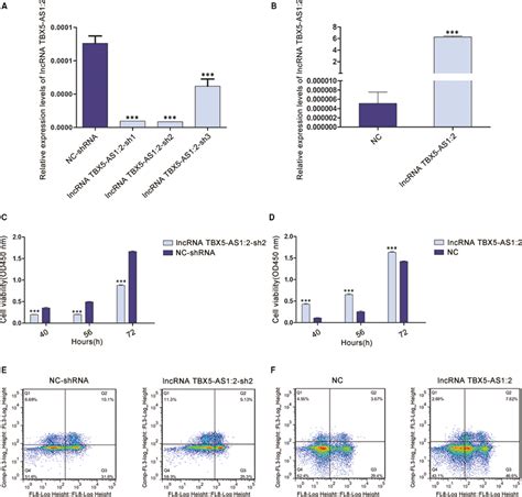 LncRNA TBX5AS1 2 Affected Proliferation Of HEK293T Cells A Three