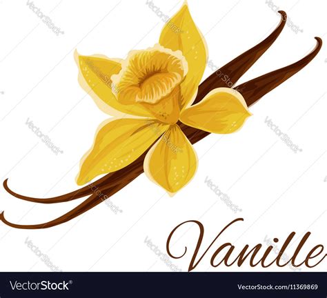 Vanille Pod With Flower Isolated Icon Royalty Free Vector