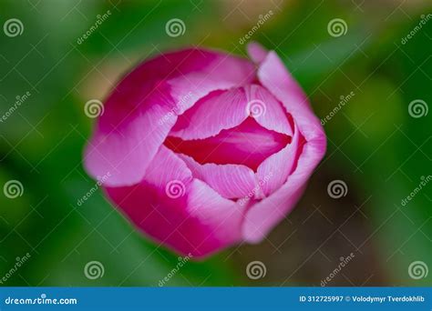 Vagina Flower Concept Sexy Flower Pussy Vulva Clitoris Vagina Orgasm And Love Spring