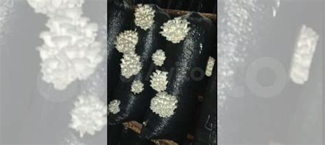 Грибные блоки для выращивания вешенки купить в Чебоксарах | Товары для ...