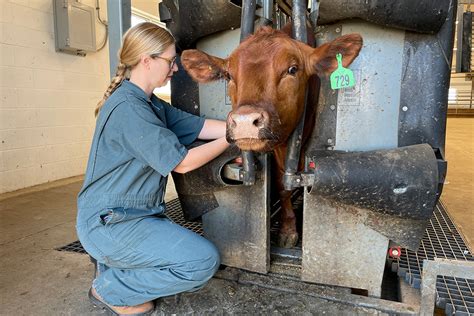 Respiratory Diseases In Cattle Pique Veterinarians Curiosity WCVM