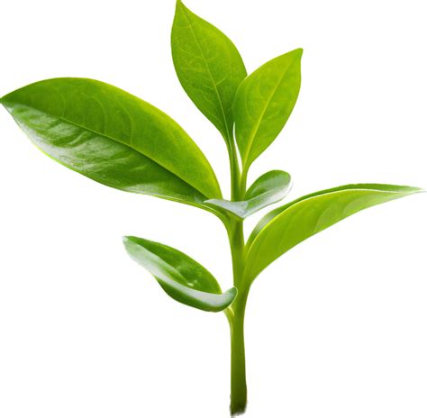 Planta Creciente Png Con Ai Generado Png