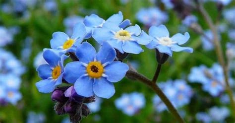 12 Bunga Warna Biru Untuk Membuat Teras Rumah Lebih Indah