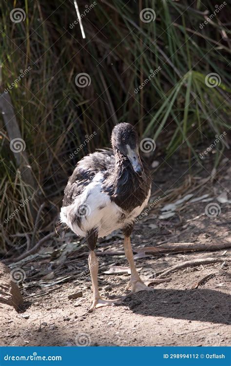 This Is A Young Magpie Goose Stock Photo Image Of Wildlife Young