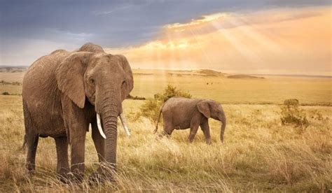 Guide Gay De L Afrique Et Destination Gay De L Afrique