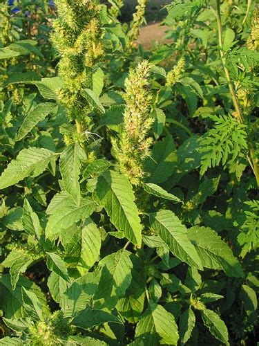 Amaranthus retroflexus (Redroot amaranth) (Redroot pigweed)