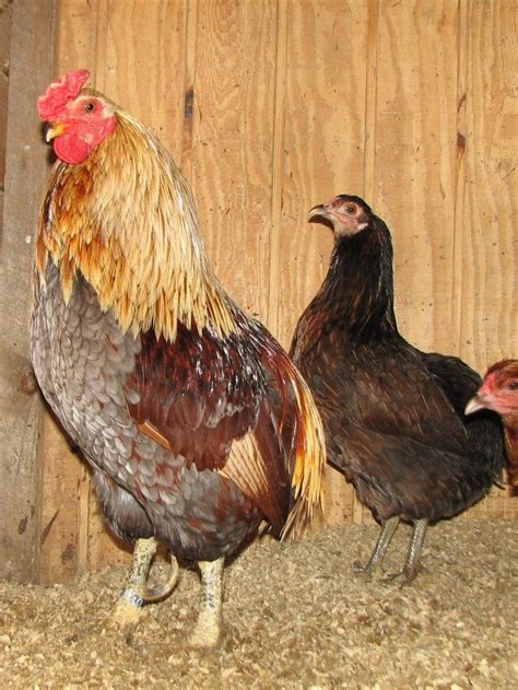 Rare South American Breeds Including The Colloncas Backyard Chickens
