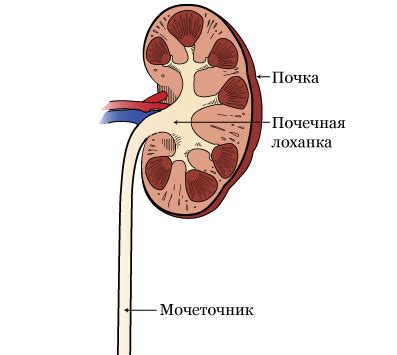 Обучение по теме: Для чего вставляют катетер в мочеточник