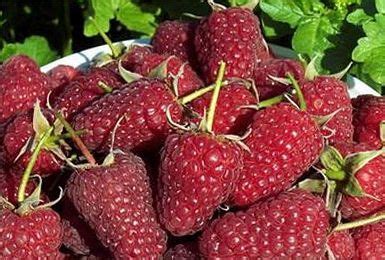 Малина "Шапка Мономаха" уход требует особый: | OK.RU | Strawberry ...