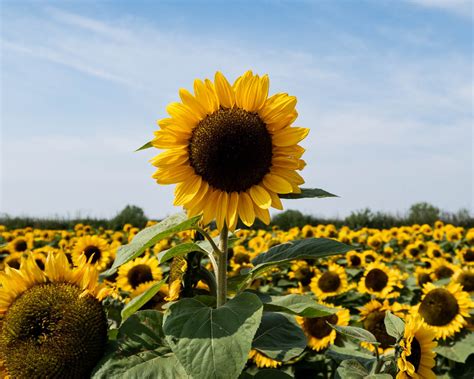 From Blooms To Seed Heads: A Guide To Sunflower Photography