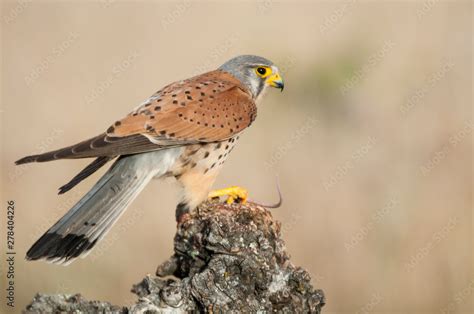 Common Kestrel Eating A Mouse Falco Tinnunculus In Natural Habitat