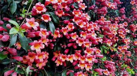 How To Grow And Care For Crossvine Flowers Bignonia Capreolata