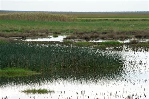 Anahuac National Wildlife Refuge, Texas - Bob Rehak Photography